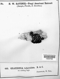 Basidioradulum tuberculatum image